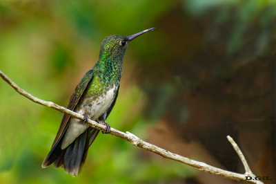 BEIJA FLOR DE GARGANTA VERDE (Chionomesa fimbriata)